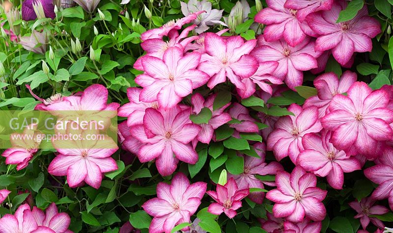 Clematis 'Liberty'. New variety introduced by Thorncroft Clematis, RHS Chelsea Flower Show 2015
