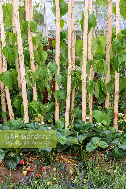 Runner beans trained up poles, underplanted with strawberries and lavender. RHS Chelsea Flower Show, May 2015