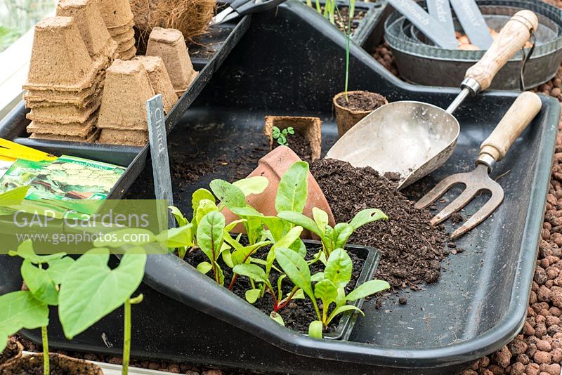A plastic potting tray with chard seedlings, compost, tools and cardboard fibre plant pots. RHS Chelsea Flower Show 2015