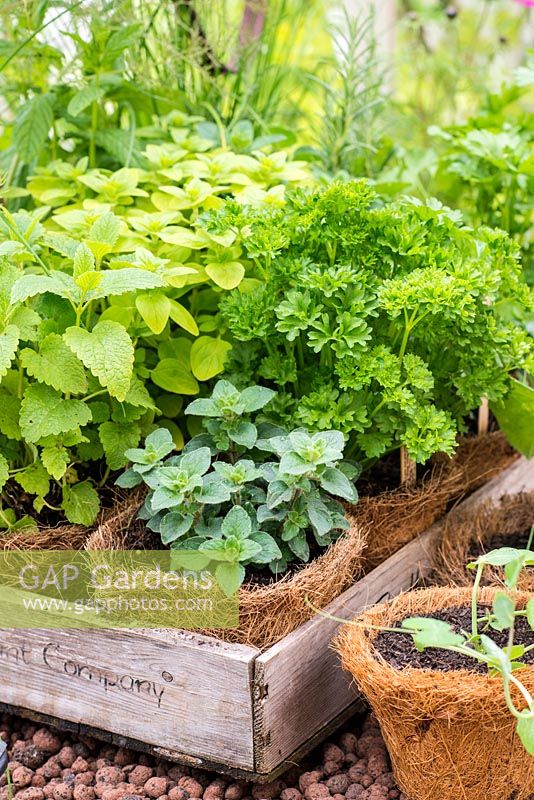 A tray of herbs in fibre pots, including parsley, oregano and mint. RHS Chelsea Flower Show 2015
