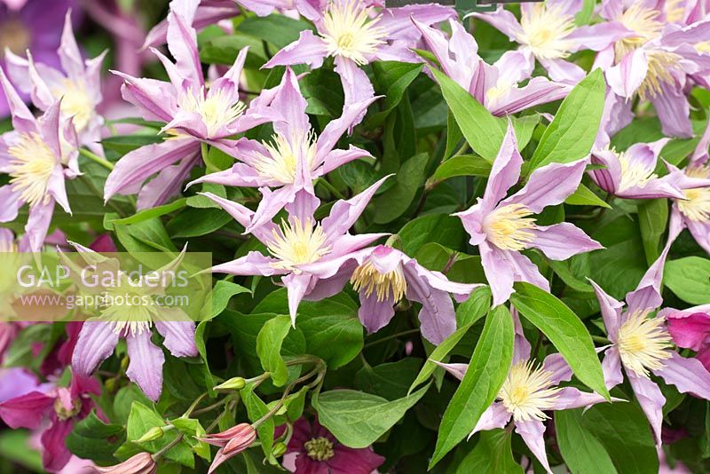 Clematis 'Amazing London'. RHS Chelsea Flower Show 2015