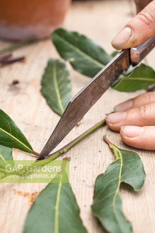 Remove the lower leaves of the Laurel cuttings, leaving the upper section intact
