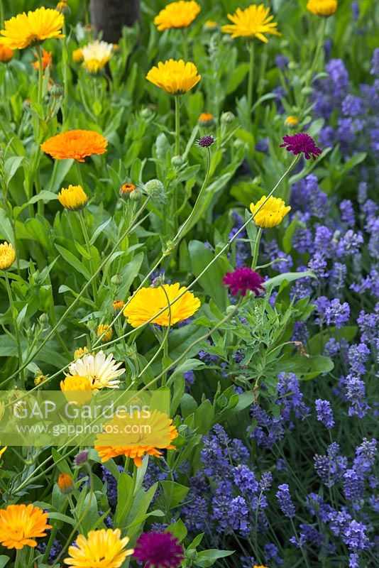 Calendula officinalis 'Art Shades' in garden border amongst Lavender and Scabiosa