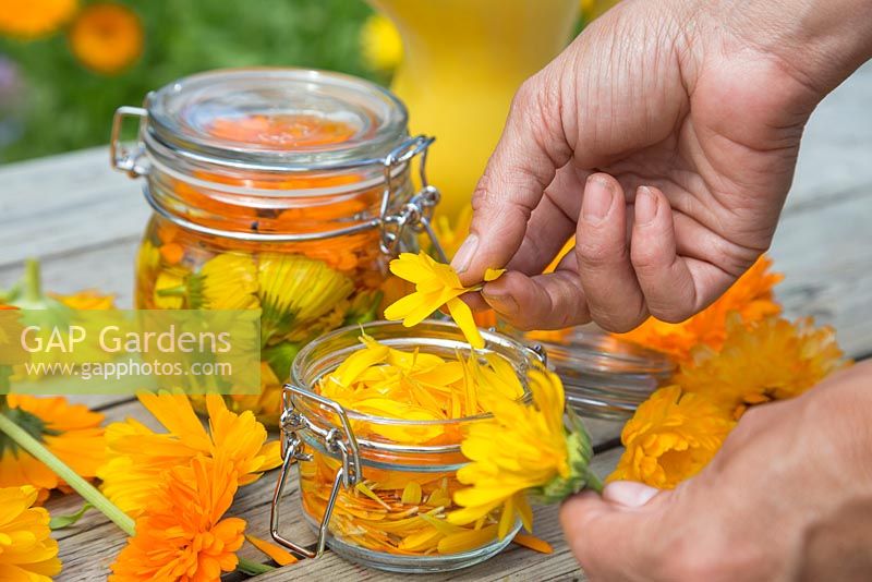 Adding Calendula officinalis 'Art Shades' petals to glass jar