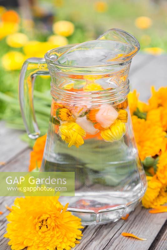 Calendula officinalis 'Art Shades' ice cubes added to a jug of water