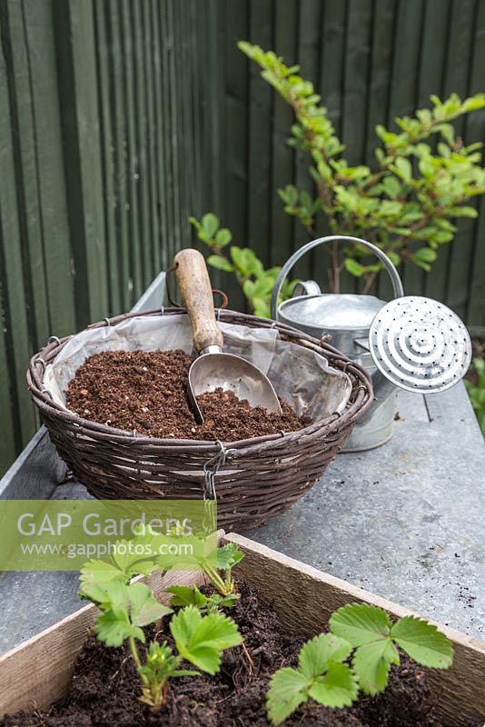 Items needed for planting up your hanging basket: Compost, Scoop, Watering Can, Strawberry plugs