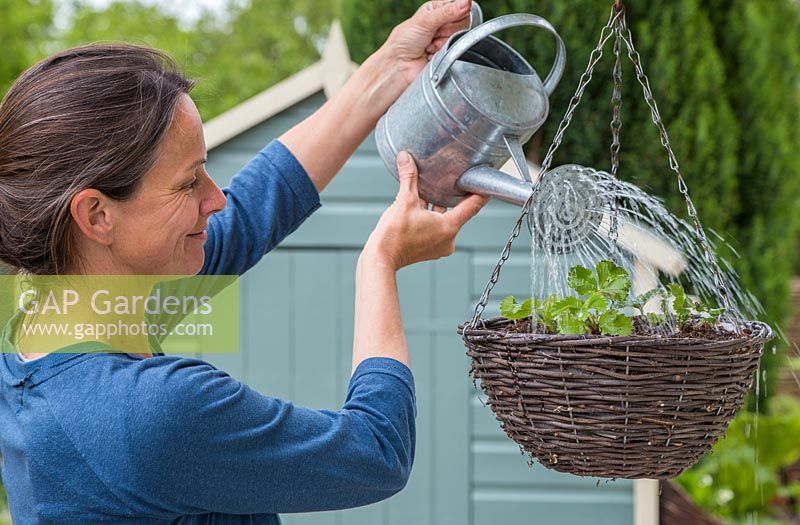 Woman watering hanging basket with freshly planted Strawberry plugs