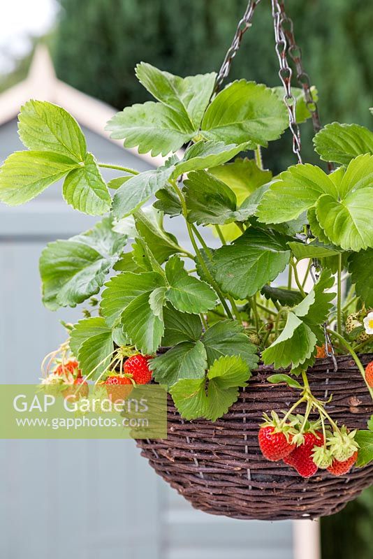 Strawberry hanging basket with an abundance of fruit ready to be picked