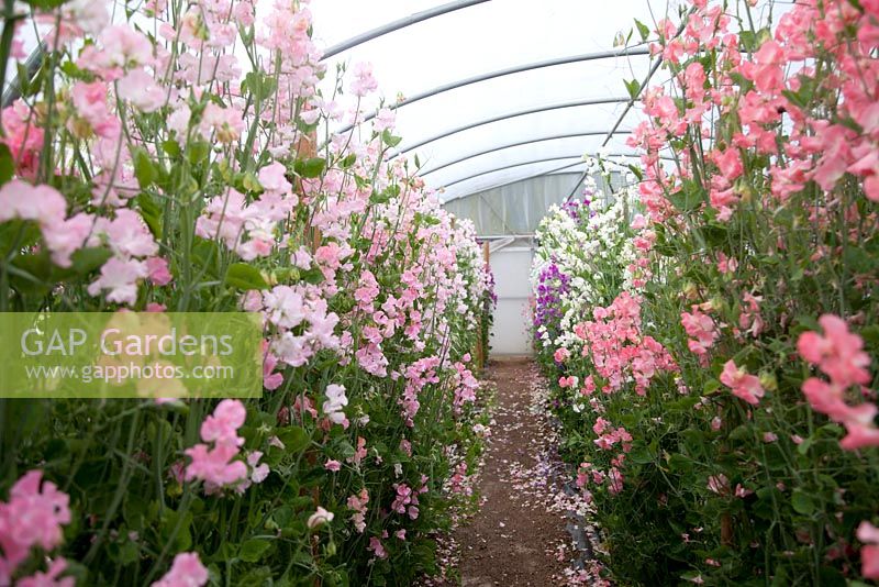 Walkway through Lathyrus plants in glasshouse. Roger Parsons Specialist Producer of Sweet Peas, Sussex