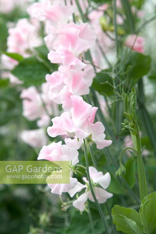 Lathyrus 'John Gray'. Roger Parsons Specialist Producer of Sweet Peas, Sussex