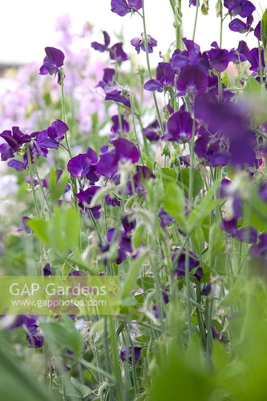 Lathyrus 'Bouquet Navy'. Roger Parsons Specialist Producer of Sweet Peas, Sussex