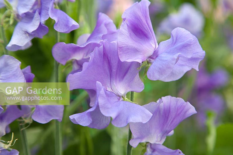 Lathyrus 'Our Harry'. Roger Parsons Specialist Producer of Sweet Peas, Sussex