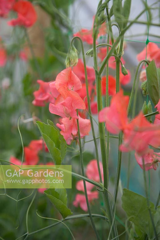 Lathyrus 'Prince of Orange'. Roger Parsons Specialist Producer of Sweet Peas, Sussex