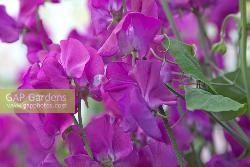 Lathyrus 'Oyama's Violet'. Roger Parsons Specialist Producer of Sweet Peas, Sussex