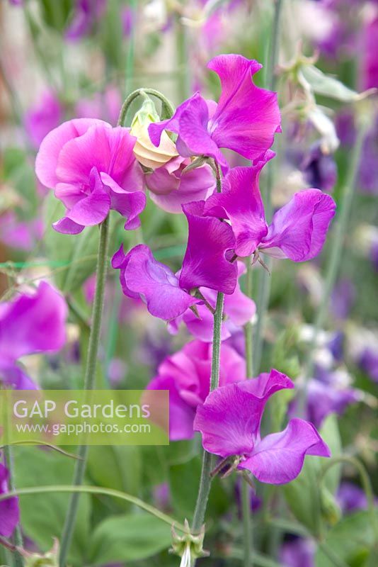 Lathyrus 'Solstice Orchid'. Roger Parsons Specialist Producer of Sweet Peas, Sussex