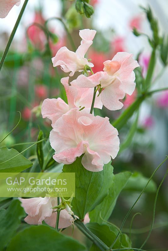 Lathyrus 'Champagne Bubbles'. Roger Parsons Specialist Producer of Sweet Peas, Sussex