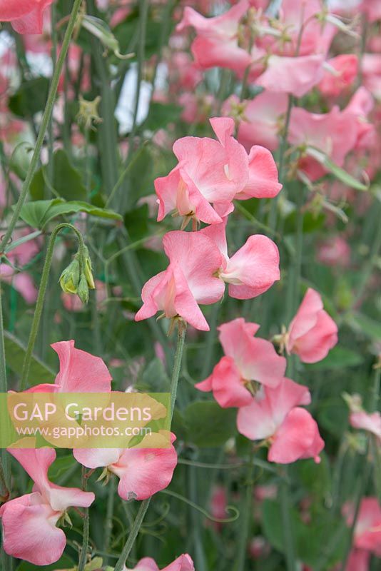 Lathyrus 'Evelyn'. Roger Parsons Specialist Producer of Sweet Peas, Sussex
