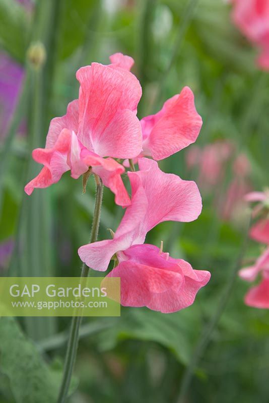 Lathyrus 'Dusty Springfield'. Roger Parsons Specialist Producer of Sweet Peas, Sussex