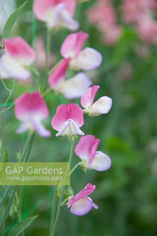 Lathyrus 'Spanish Dancer'. Roger Parsons Specialist Producer of Sweet Peas, Sussex