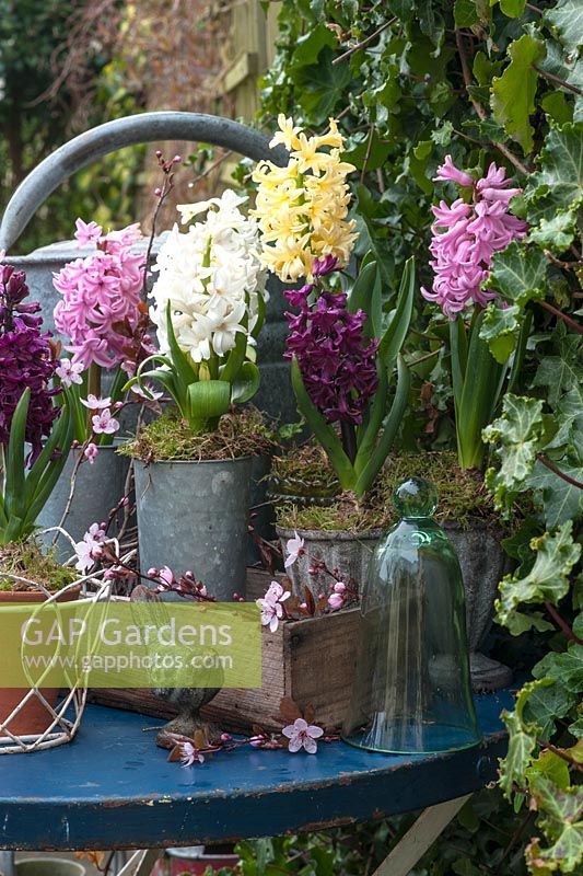 Potted Hyacinths on table with ornamental bird, blossom and cloche. Hyacinth 'City of Haarlem', Hyacinth 'Lady Derby', Hyacinth 'White Pearl' and Hyacinth 'Woodstock'