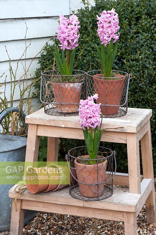 Pink Hyacinth 'Lady Derby' displayed in old pots on wooden steps