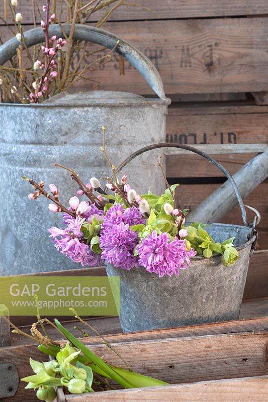 Mauve Hyacinth orientalis with almond blossom, green hellebores and pussy willow in vintage metal bucket