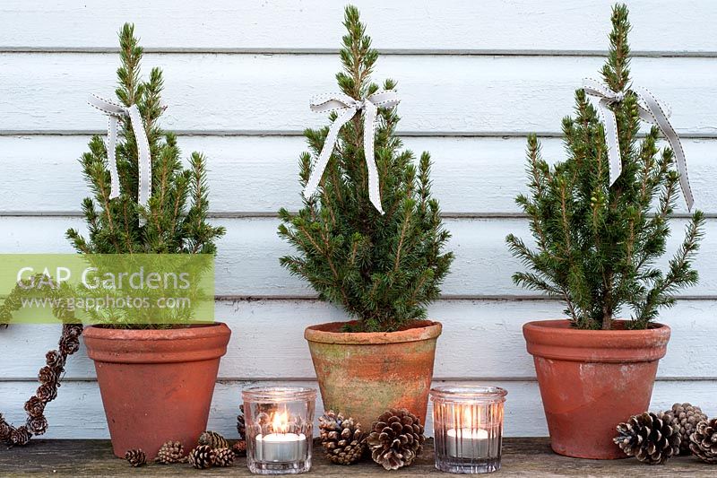 Small evergreen miniature Christmas trees in pots decorated with ribbons, tealights and cones