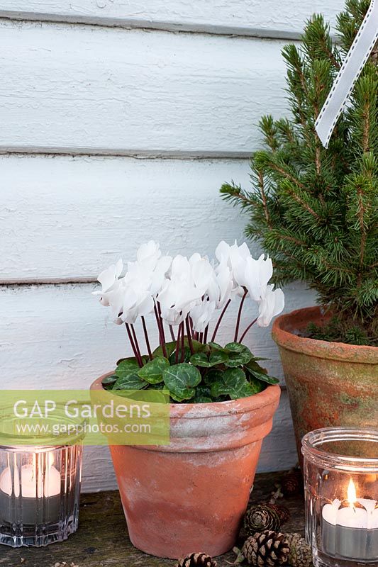 Small evergreen Christmas tree in pot decorated with ribbons, white cyclamen, tealights and cones