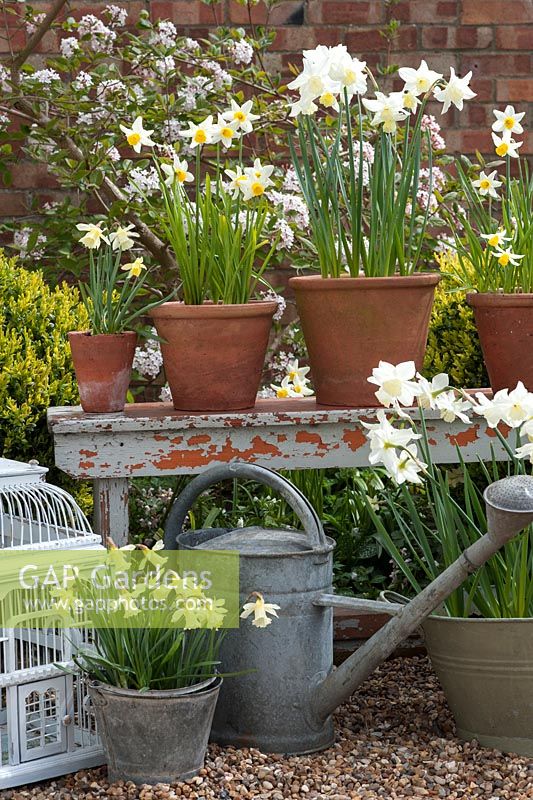 Narcissus in spring container display - 'W.P. Milner', 'Tresamble' and 'Jack Snipe' on bench with watering can and bird cage