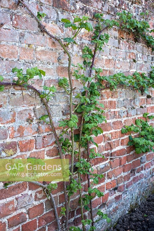 Rubus loganbaccus, Wall-trained loganberry -  in spring with new shoots emerging