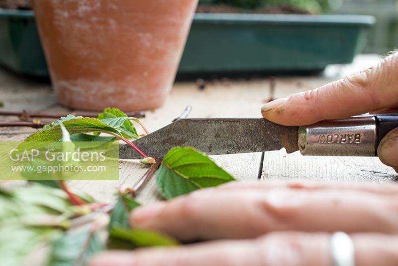 Remove the lower section of the Viburnum x bodnantense cuttings at the leaf node, leaving the total length of the cutting around 4 inches long