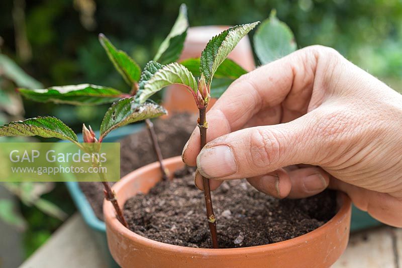 Plant the softwood Viburnum x bodnantense cuttings in a container, ensuring they are spaced apart allowing room for growth