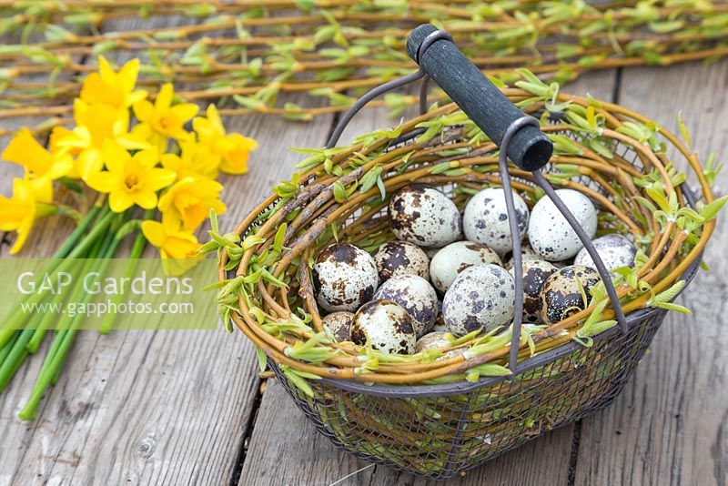 Floral display of Quail eggs in a wire basket entangled with Willow branches, accompanied by Daffodils