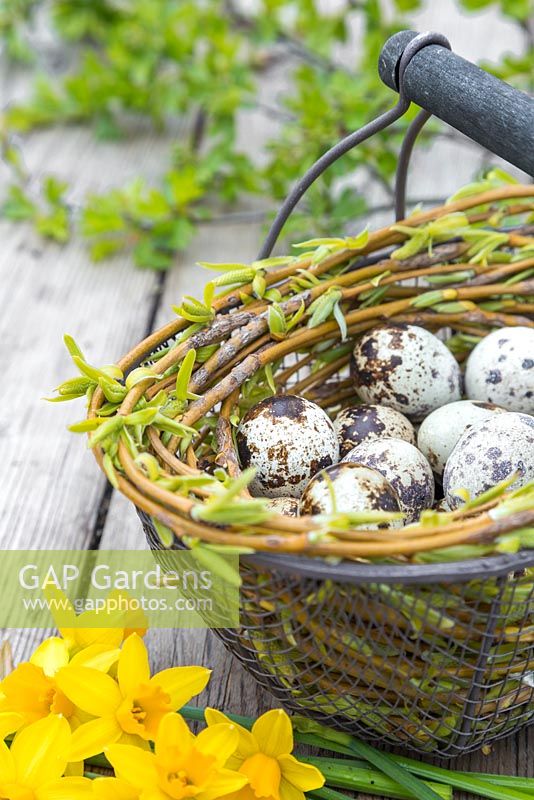 Floral display of Quail eggs in a wire basket entangled with Willow branches, accompanied by Daffodils and fresh spring foliage