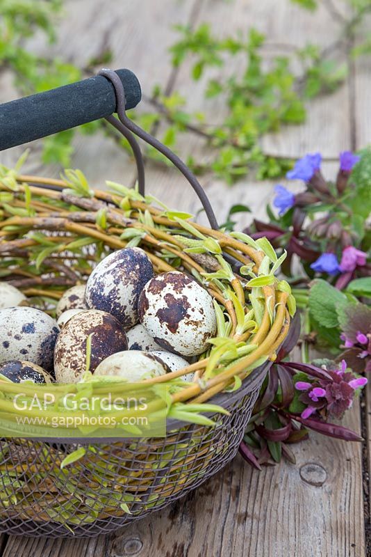 Floral display of Quail eggs in a wire basket entangled with Willow branches, accompanied by fresh spring foliage