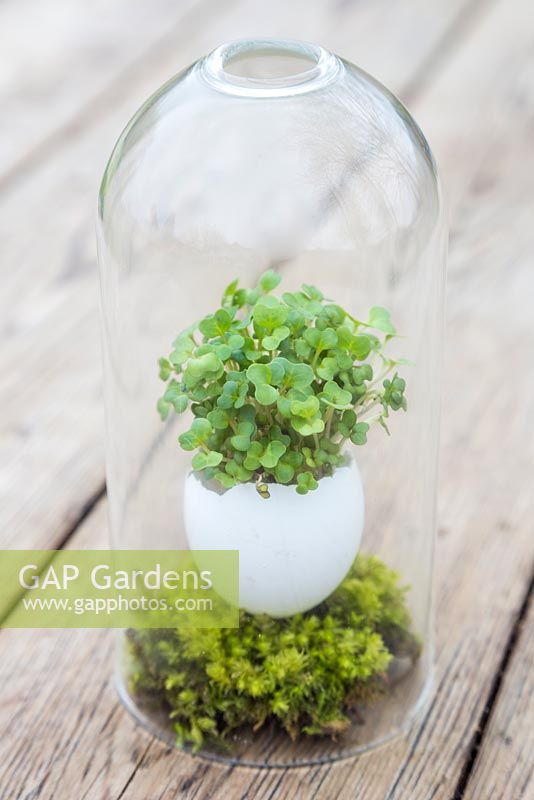 Cress growing inside a white egg shell, mounted on moss and encased within a glass dome