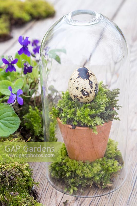 Quail egg mounted on a small pot of moss, encased within a glass dome