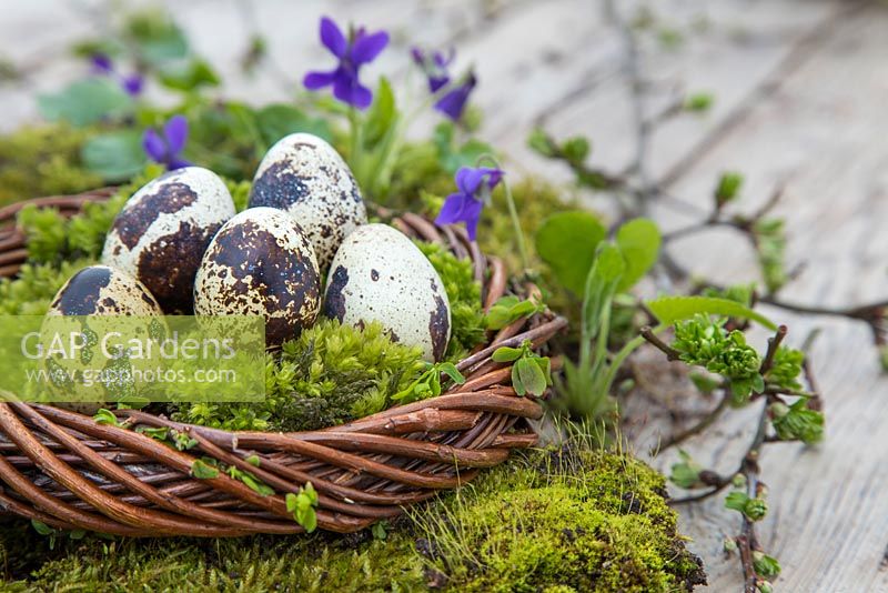 Quail eggs sat on moss within a woven willow wreath