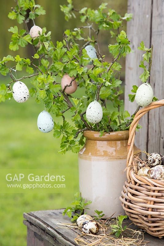 Decorative eggs hanging from fresh spring foliage, accompanied by a basket of Quail eggs
