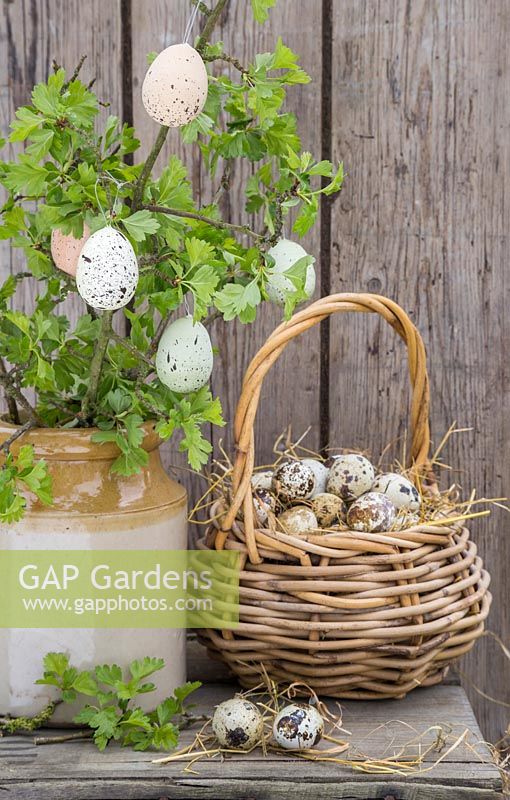 Decorative eggs hanging from fresh spring foliage, accompanied by a basket of Quail eggs