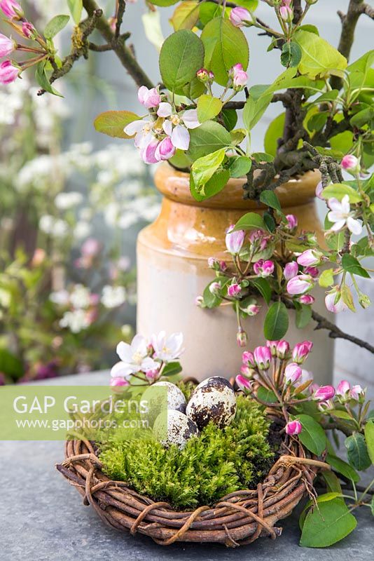 Quail eggs sat on moss within a woven willow wreath, accompanied with a pot of blossoming spring foliage