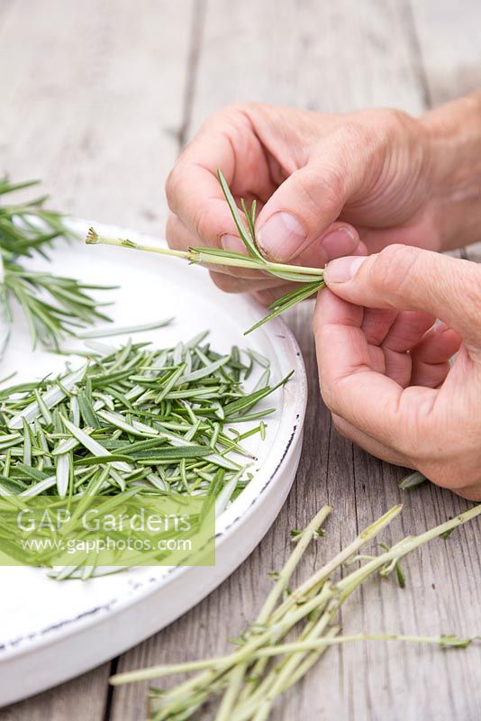 Remove the leaves from freshly picked rosemary