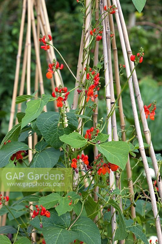Phaseolus coccineus - Scarlet Runner beans are very attractive to Brimstone butterflies
