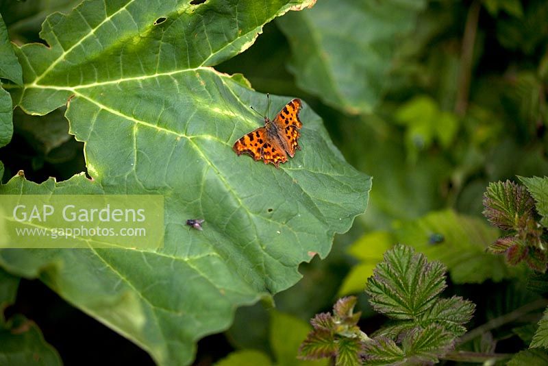 Comma Butterfly - Polygonia c-album on a Rhubarb leaf