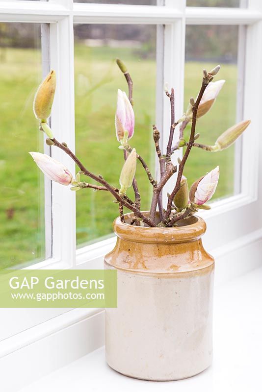 Floral display of Magnolia spring foliage in a jug, with a view to the garden