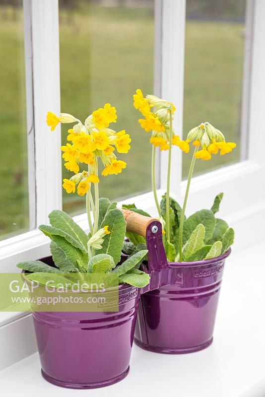 Floral display of Primula veris in purple container, with a view to the garden