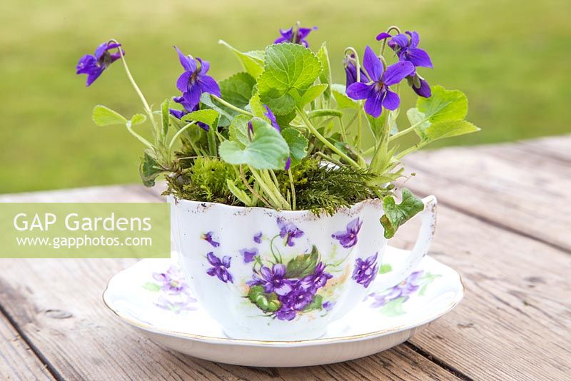Viola odorata and moss planted in a vintage tea cup