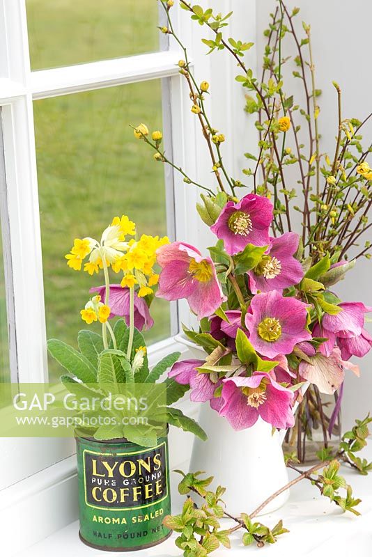 Floral display of flowering Hellebore and Primula veris in vintage coffee pot, with a view to the garden