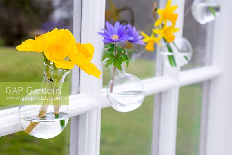 Cut flowers in small bulbous glass vases, with a view to the garden. Narcissus and Anemone