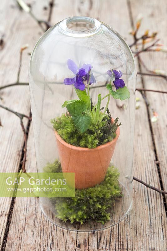 Viola odorata and moss planted in small terracotta pot, encased within a glass dome